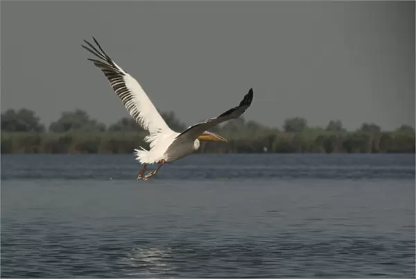 20060456. ROMANIA Tulcea Danube Delta Biosphere Reserve Pelican taking off
