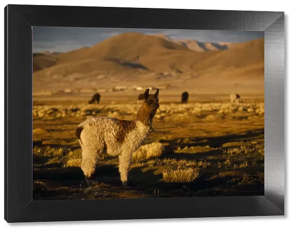 20079565. BOLIVIA Animals Alpaca on the Altiplano in between Uyuni an Potosi