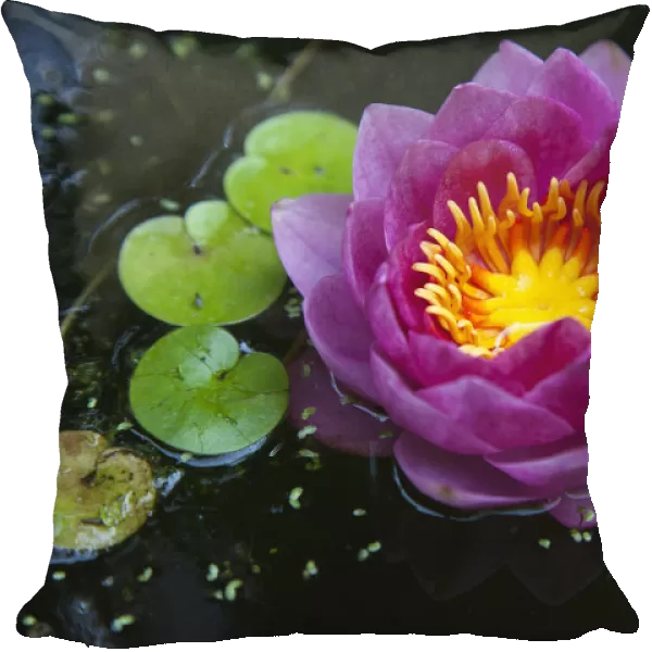 Plants, Flowers, Water Lily