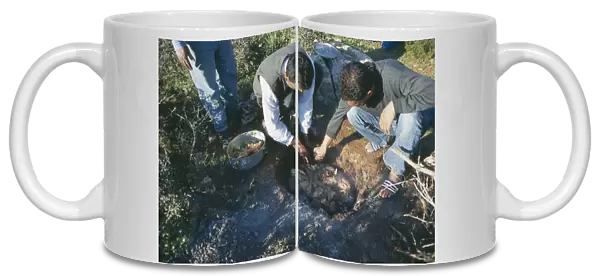 20066334. LIBYA Cyranaica Men cooking meat on hot stones in a hole in the ground