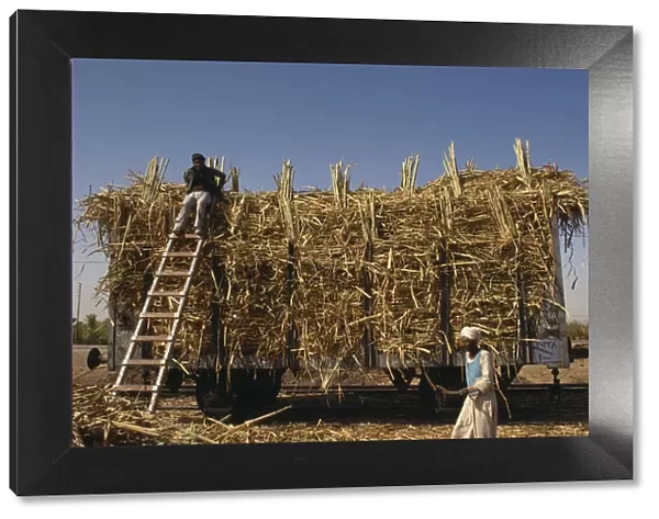 20015423. EGYPT Nile Valley Aswan Men loading harvested sugar cane onto a train
