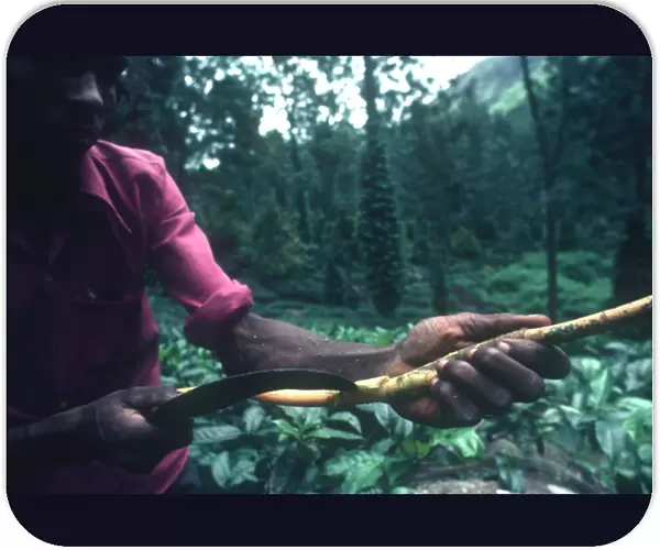 20024407. SRI LANKA Agriculture Local man peeling Cinnamon