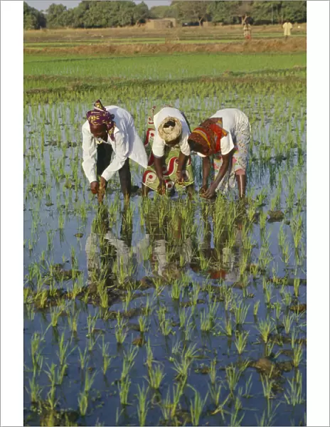 20035111. BURKINA FASO Bobo Dioulassou Three women working together in paddy field