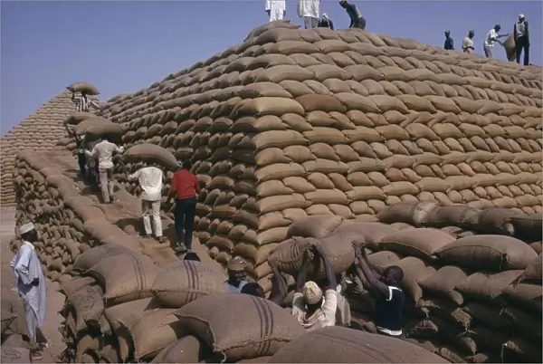 20078345. NIGERIA Kano Workers building pyramid of sacks of ground nuts