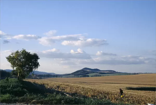 20057615. HUNGARY Farming Harvested maize field