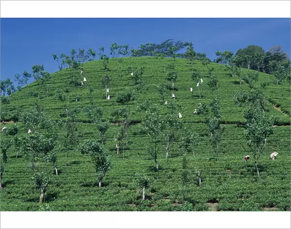 20058820. SRI LANKA Nuwara Eliya Tamil women picking tea on plantation hillside
