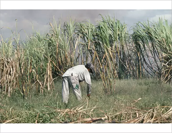 20065994. BRAZIL Amazonia Farming Male worker in Sugar Cane Plantation Brasil