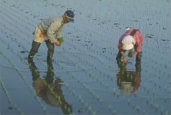 20067876. JAPAN Chiba Tako Couple planting rice seedlings in paddy by hand