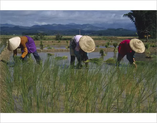10048025. CHINA Yunnan Farming Planting rice