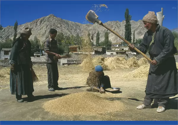 10029914. INDIA Ladakh Farm workers sifting wheat
