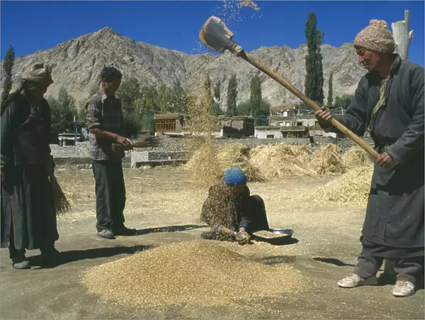 10029914. INDIA Ladakh Farm workers sifting wheat