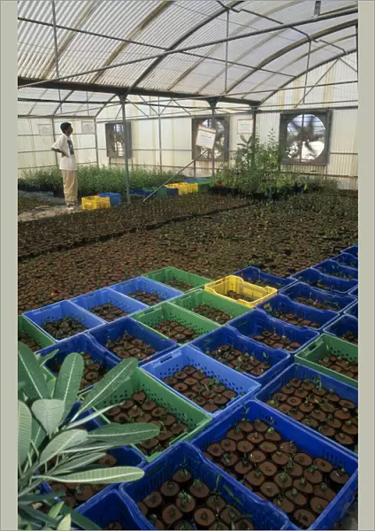 UAE, Abu Dhabi, Al Sammaliah Mangrove nursery growing imported