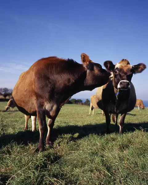 UNITED KINGDOM, Channel Islands, Jersey Jersey cattle