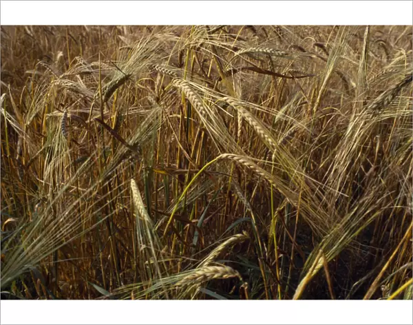 AGRICULTURE, Arable, Barley Detail of barley crop