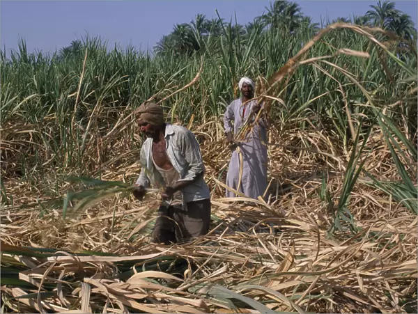 20084964. EGYPT Nile Valley Luxor Sugar Harvest