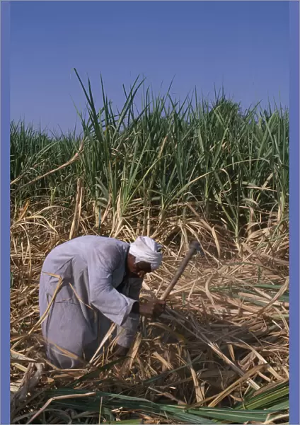 20084968. EGYPT Nile Valley Luxor Sugar Harvest
