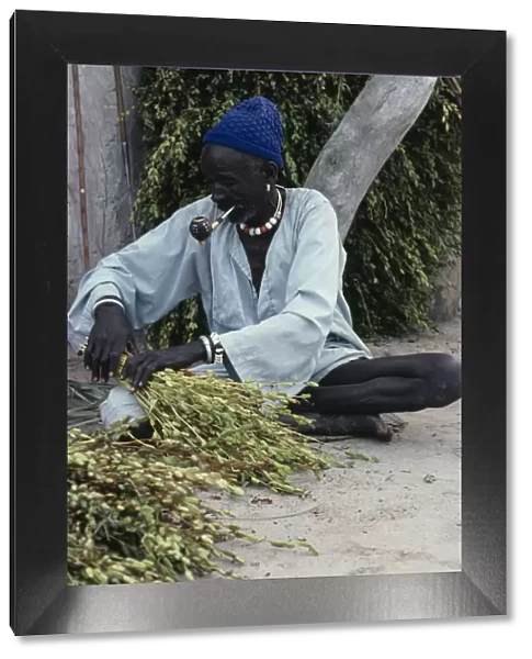 20075240. SUDAN Work Dinka man tying harvested sesame crop into bundles