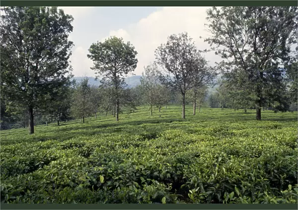 20076833. CONGO Kivu Province Tea garden near Bukavu Zaire