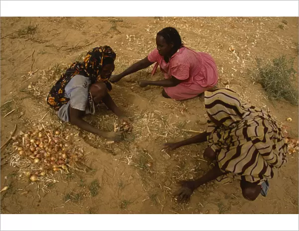 20075248. SUDAN Farming Womens market gardening group