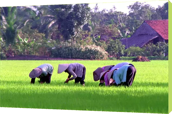 20046292. VIETNAM South Mekong Delta Workers planting rice in paddy fields