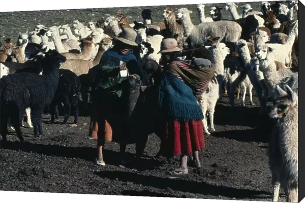 BOLIVIA, Collpa Huata Two women Llama herders feeding a Llama with a cup