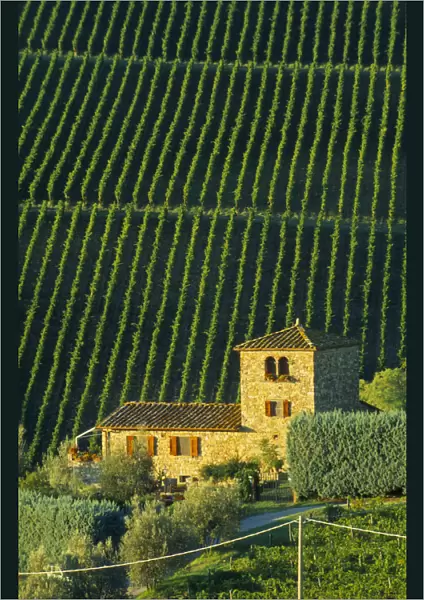 20073850. ITALY Tuscany Chianti Farmhouse and vineyards near Panzano. 