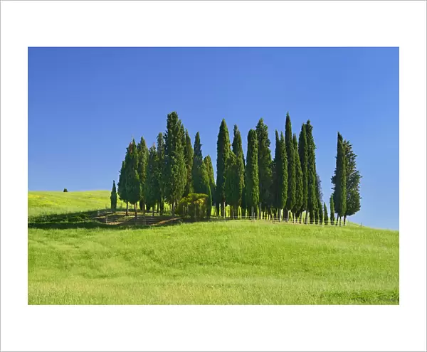Italy, Tuscany, Val D Orcia, Famous cypress grove near San Quirico D Orcia