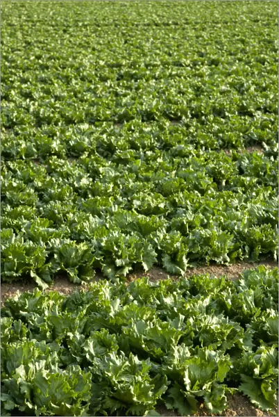 20087479. ENGLAND West Sussex Chichester Field of lettuces growing