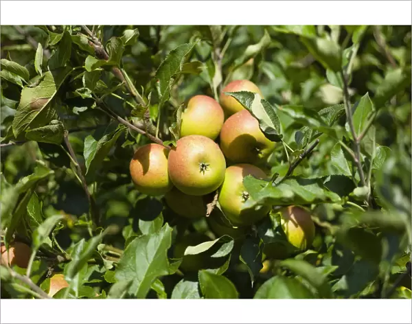 796. England, East Sussex, Coxs Orange Pippin apples growing on the tree