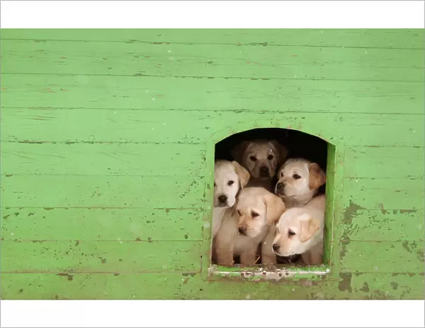 Puppies sit in kennel at a frontier guards cynology centre near the town of Smorgon