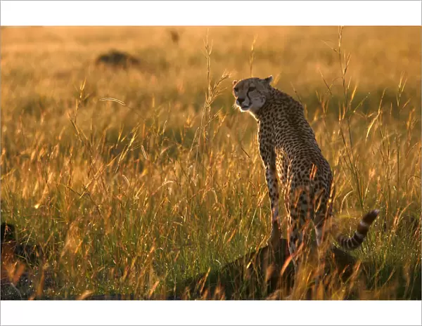 A cheetah observes the plains in Masai Mara game reserve