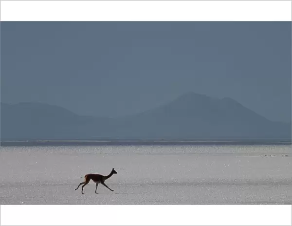 A vicuna runs across a salt flat in Uyuni