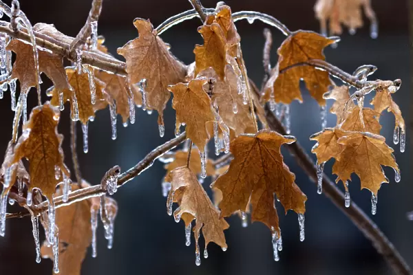 Tree branches and leaves are cased in ice following an ice storm in Toronto