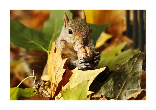 A squirrel eats a nut among a pile of autumn leaves at St Jamess Park in London