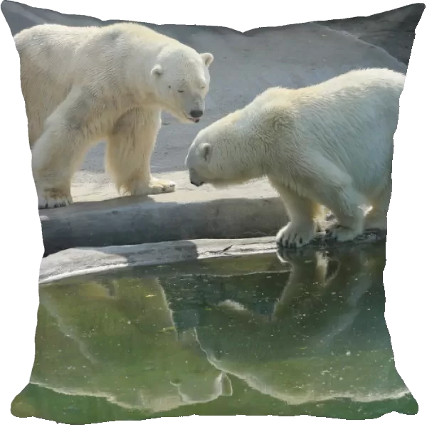 Polar bears are reflected in a pool at Moscow Zoo