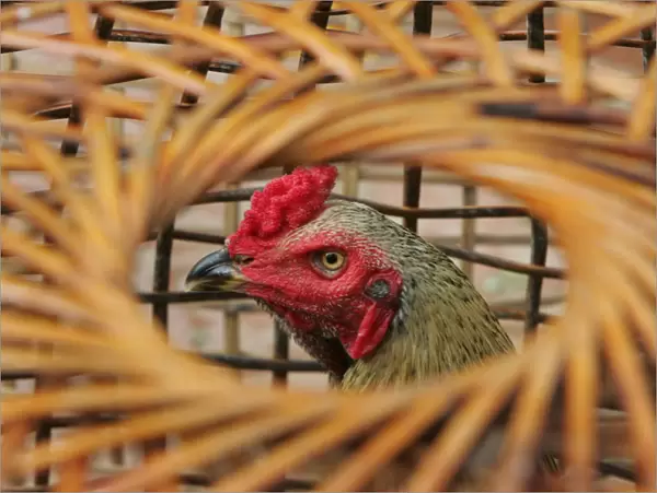 Fighting rooster stands in a cage in a farm in Ayutthaya province