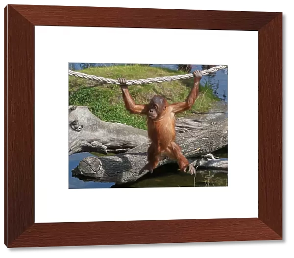 Three-year-old orangutan of Sumatra, Berani is pictured at the Pairi Daiza wildlife park