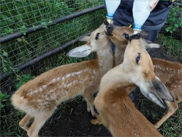 A zookeeper feeds Korzhik, Rogalik and Keksik, orphaned roe deer fawns
