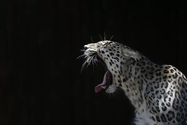 A leopard yawns inside its enclosure at the Madrid Zoo