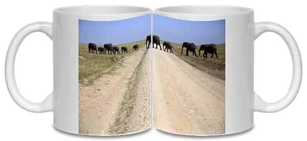 Elephants walk in Amboseli National park
