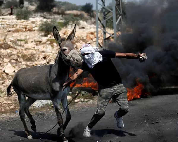 A Palestinian protester tries to push a donkey away from the the scene of clashes with