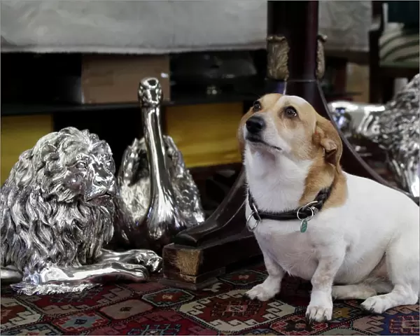 A dog sits next to decorative silver animals at Silber Sturm