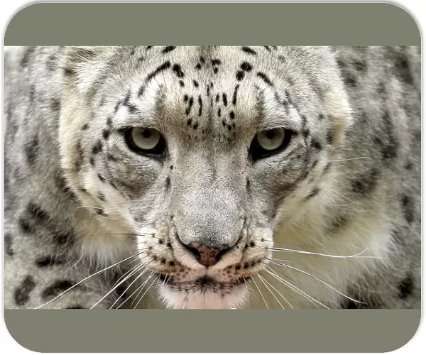 A male snow leopard, Villy, is pictured in an enclosure at the zoo in Zurich
