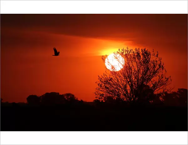 A bird flies over a corn field at sunset near Rafaela