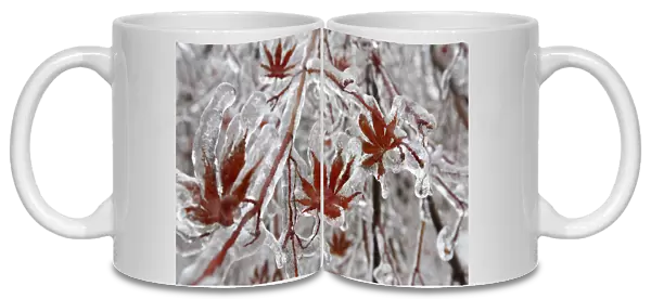 A layer of ice coats the leaves of a Japanese maple tree after an ice storm in Toronto