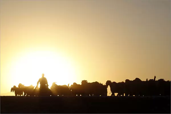 A Turkish herdsman walks with his goats at sunset on the Turkish-Syrian border near the