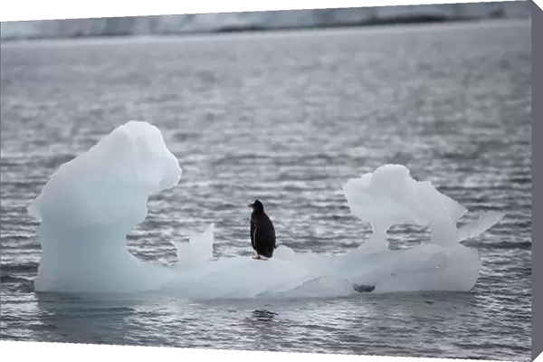 A penguin stands on an iceberg in Yankee Harbour, Antarctica