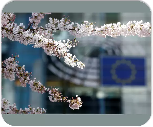 A blooming cherry tree is seen near the EU Parliament on a sunny spring day in Brussels