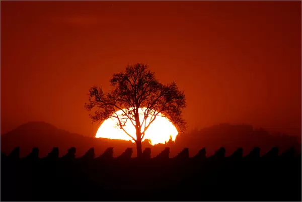 The sun sets behind a tree in the vineyard of Osthoffen near the Vosges mountains