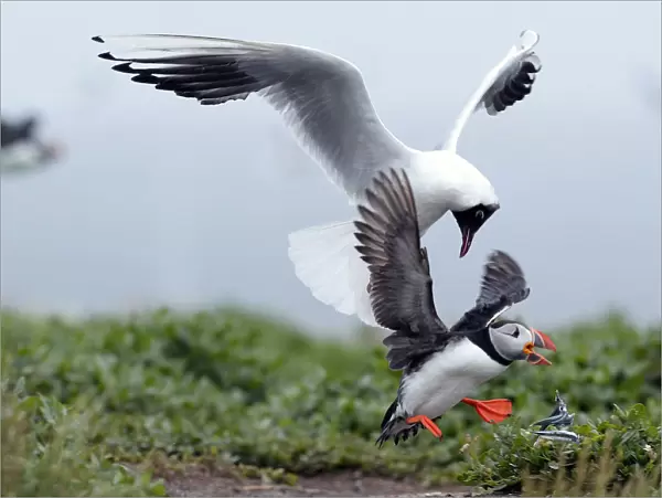 A puffin drops the sand eels it was carrying as it is chased by a gull on the Farne